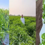 8वीं पास किसान की मिर्च खेती से करोड़ों की कमाई
