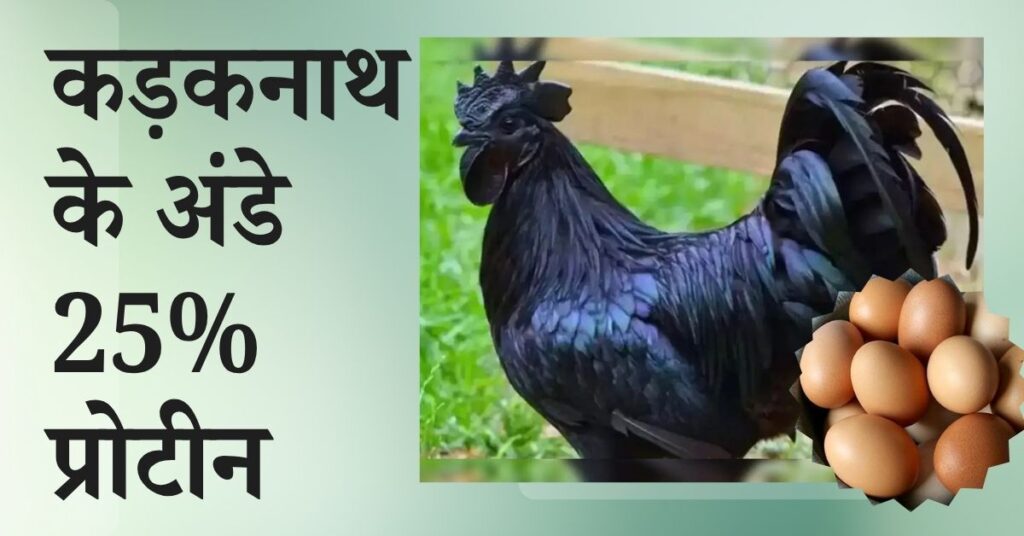 25% प्रोटीन और ओमेगा-3 से भरपूर कड़कनाथ के अंडे खाएं