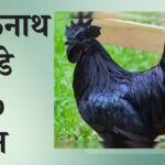 25% प्रोटीन और ओमेगा-3 से भरपूर कड़कनाथ के अंडे खाएं