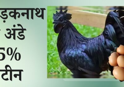 25% प्रोटीन और ओमेगा-3 से भरपूर कड़कनाथ के अंडे खाएं