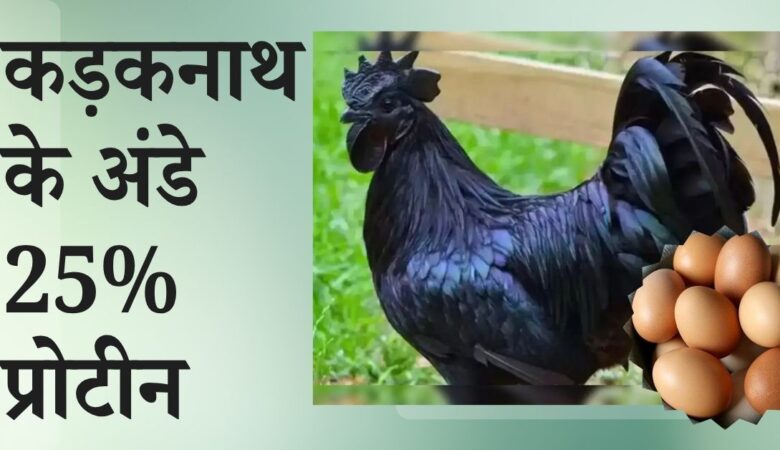 25% प्रोटीन और ओमेगा-3 से भरपूर कड़कनाथ के अंडे खाएं